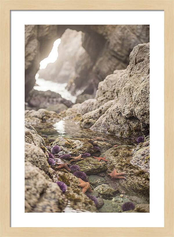 Tide Pool Serenity