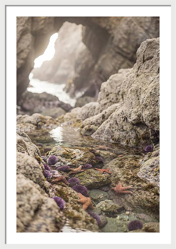 Tide Pool Serenity