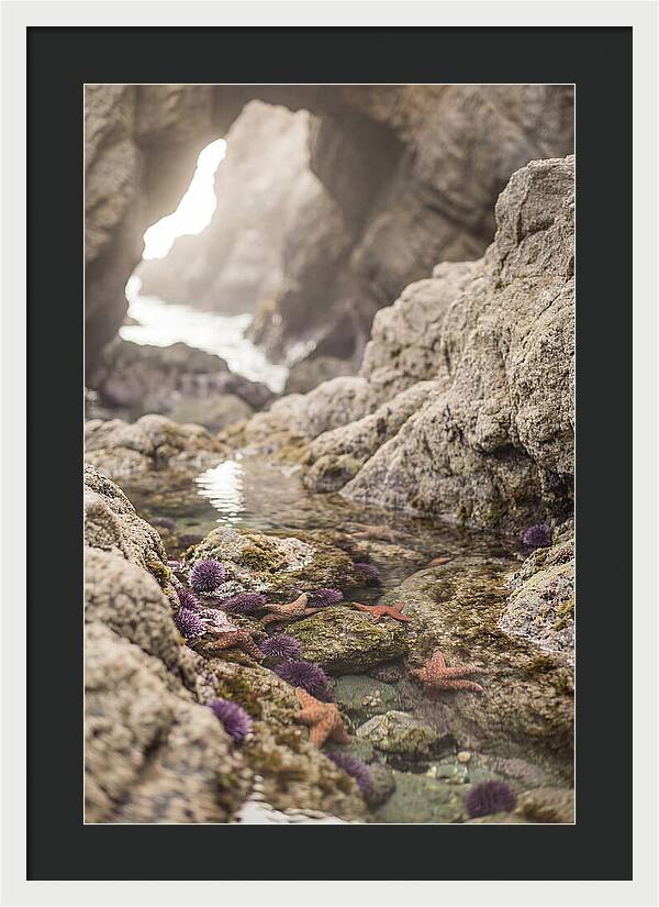 Tide Pool Serenity