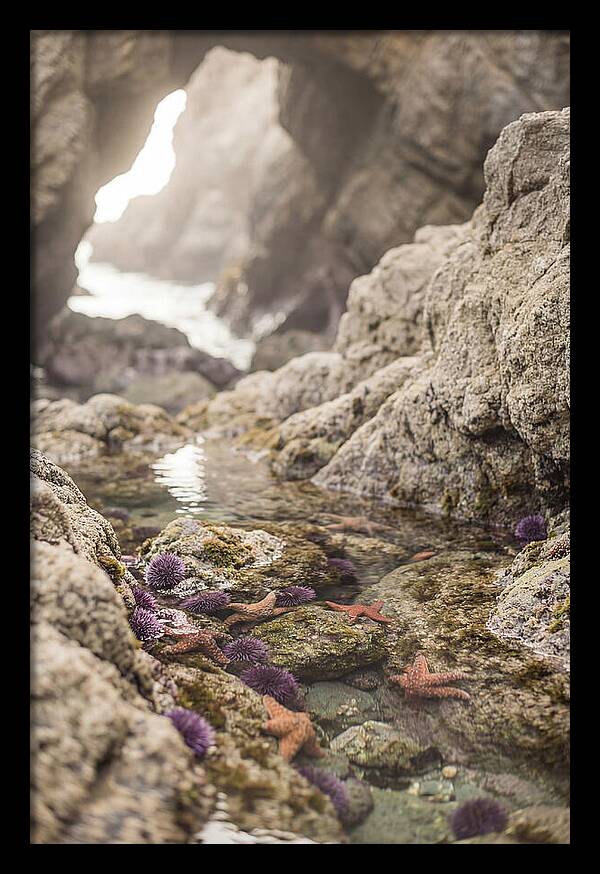 Tide Pool Serenity