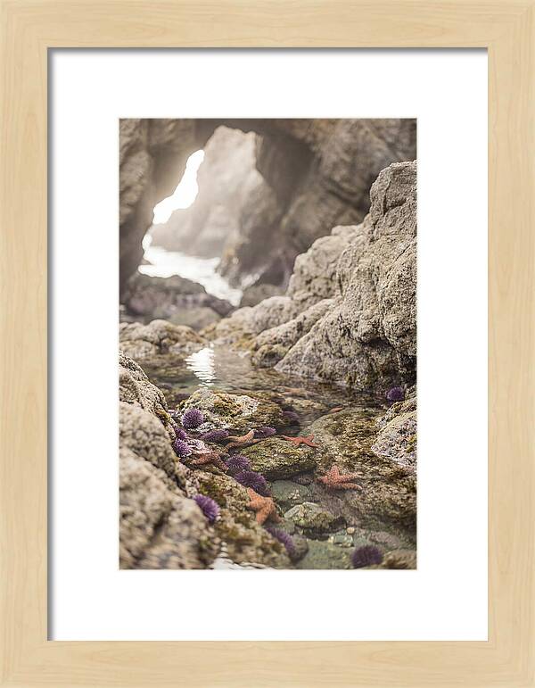 Tide Pool Serenity