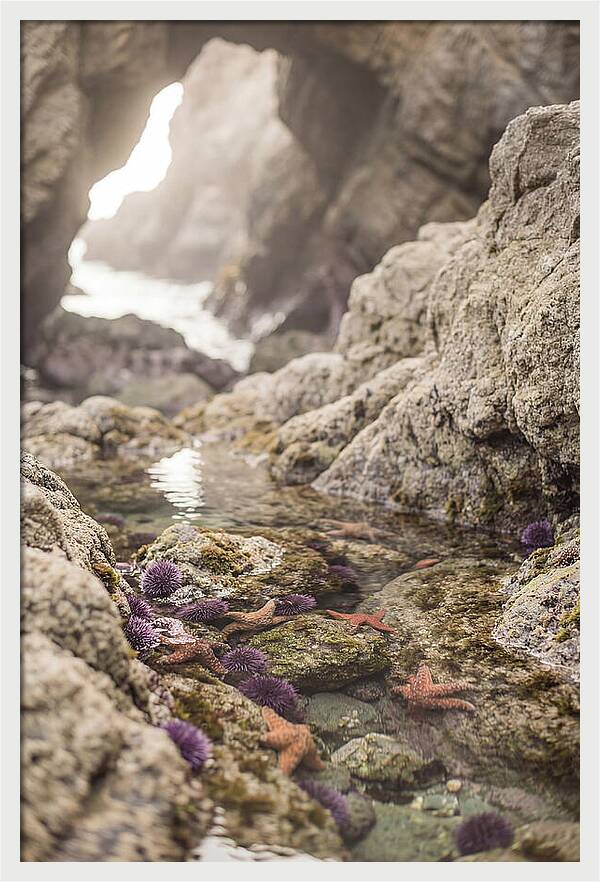 Tide Pool Serenity