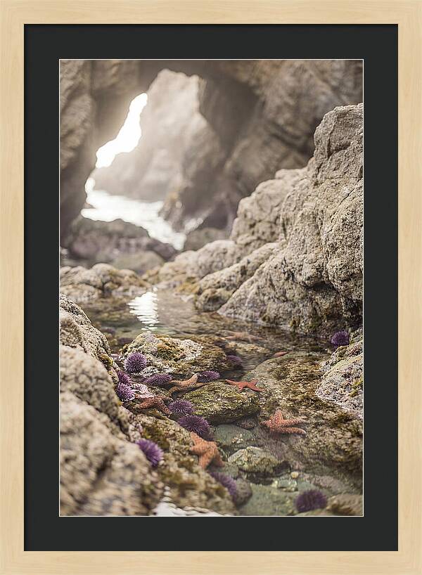 Tide Pool Serenity