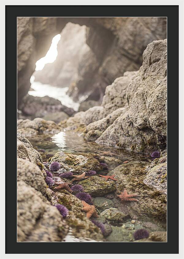 Tide Pool Serenity