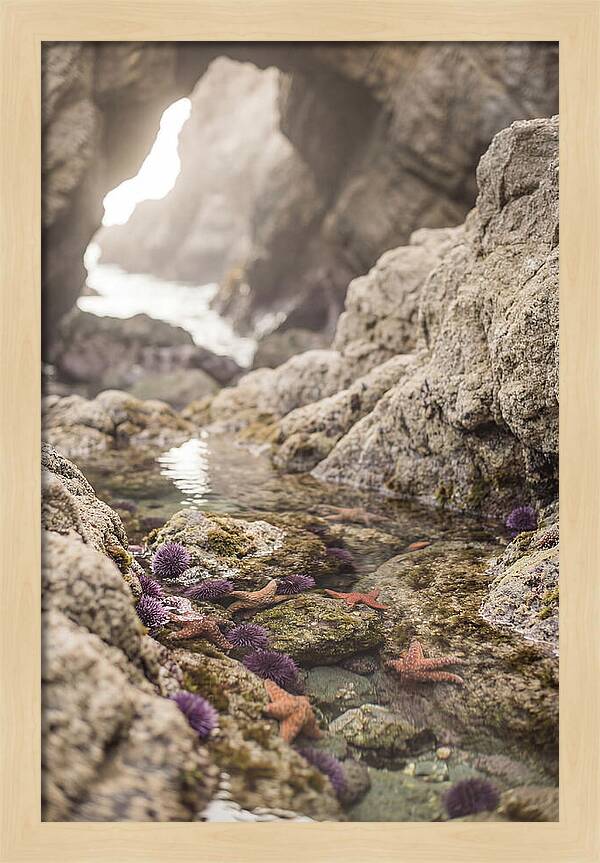 Tide Pool Serenity