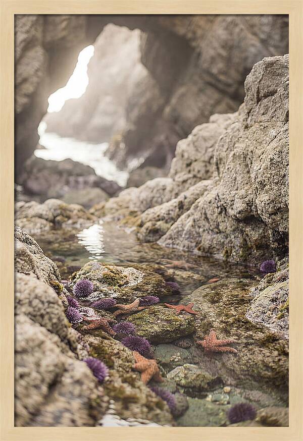 Tide Pool Serenity