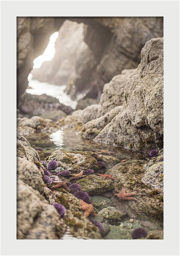Tide Pool Serenity