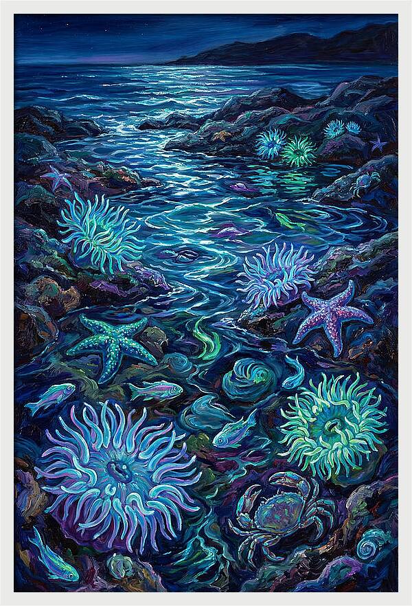 Tide Pool Wonders