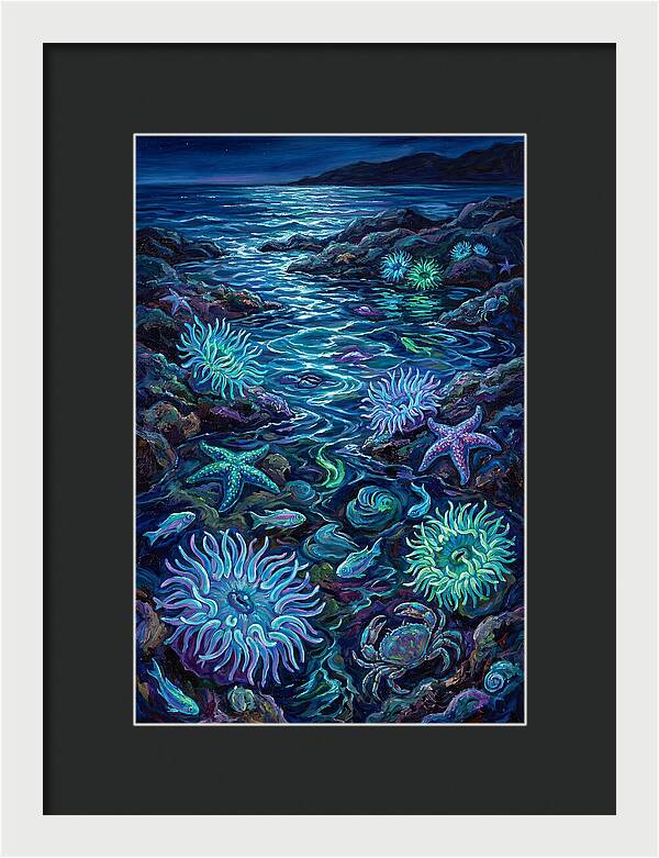 Tide Pool Wonders
