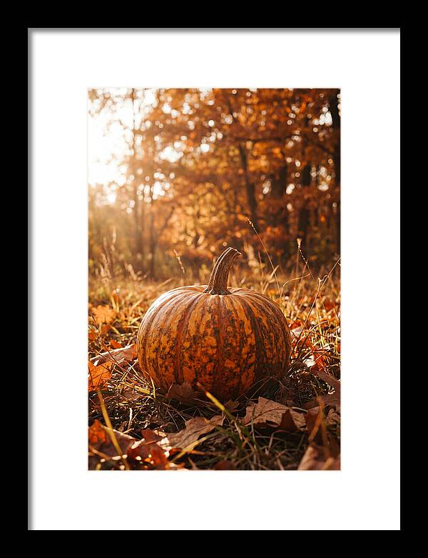 Tiger Striped Pumpkin In Autumn