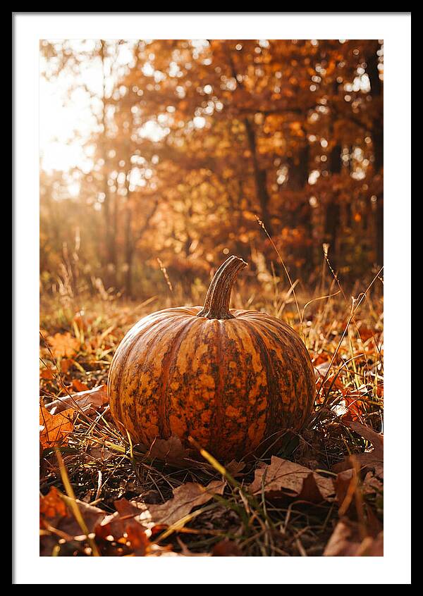 Tiger Striped Pumpkin In Autumn