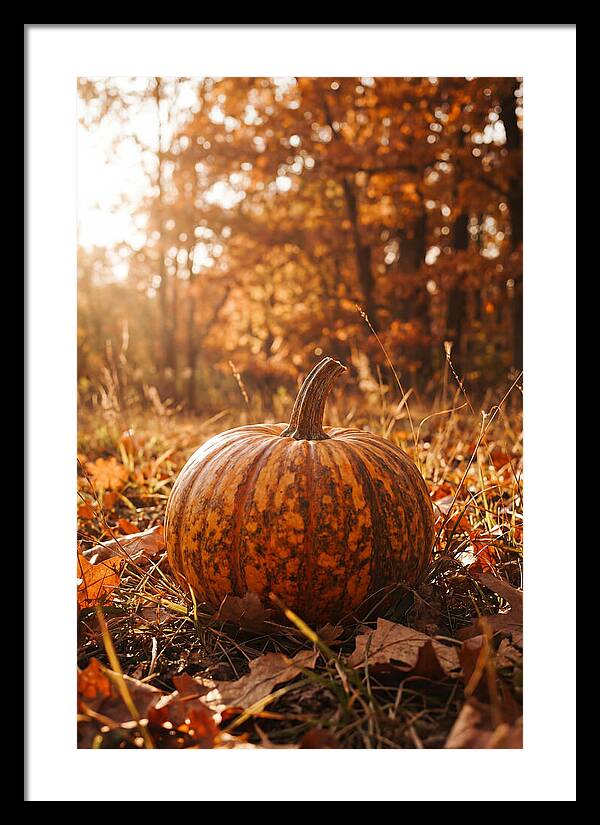 Tiger Striped Pumpkin In Autumn