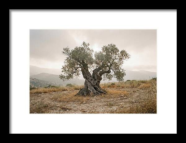 Timeless Olive Tree Elegance