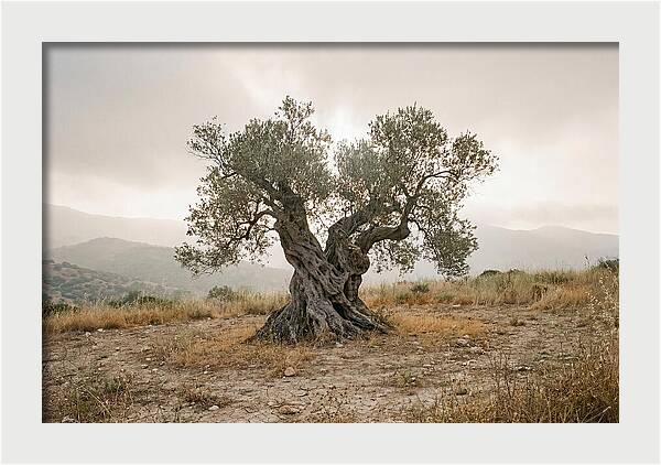 Timeless Olive Tree Elegance