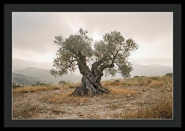 Timeless Olive Tree Elegance