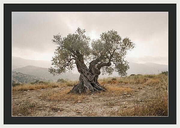 Timeless Olive Tree Elegance