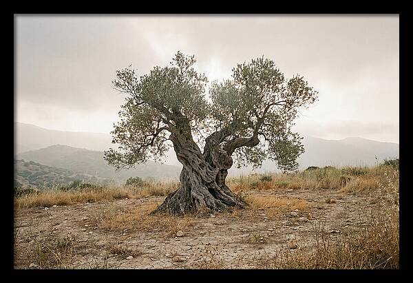 Timeless Olive Tree Elegance