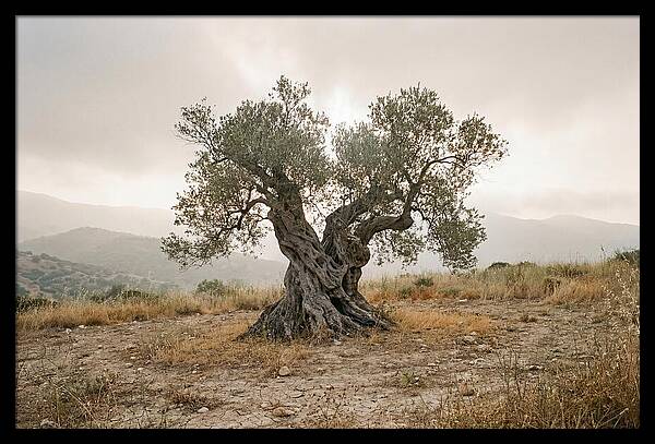 Timeless Olive Tree Elegance