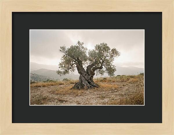 Timeless Olive Tree Elegance