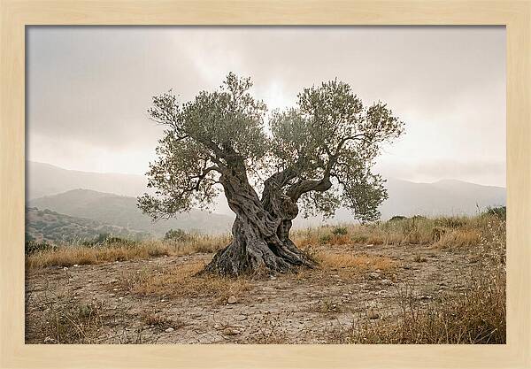 Timeless Olive Tree Elegance