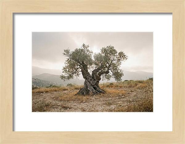 Timeless Olive Tree Elegance