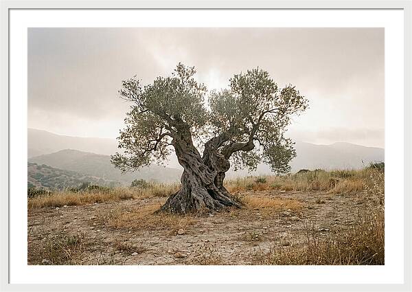 Timeless Olive Tree Elegance