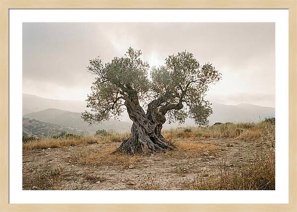 Timeless Olive Tree Elegance