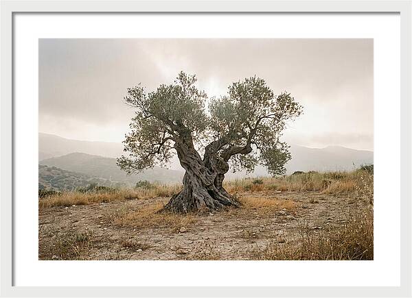 Timeless Olive Tree Elegance