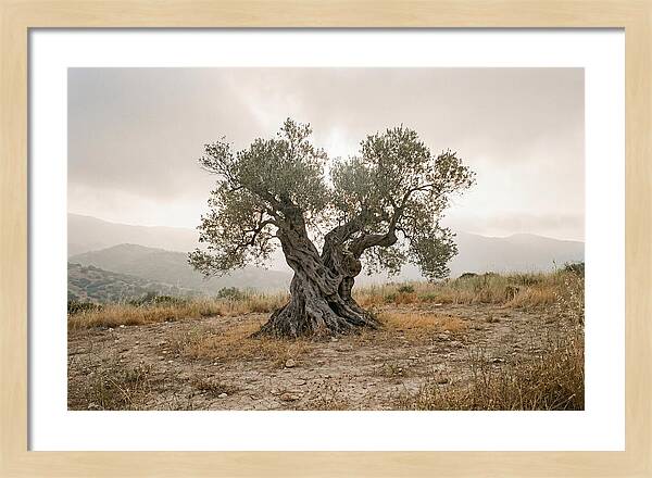 Timeless Olive Tree Elegance