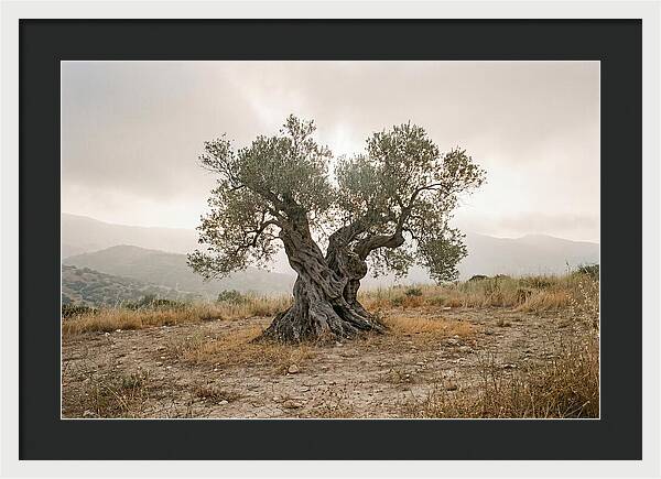 Timeless Olive Tree Elegance
