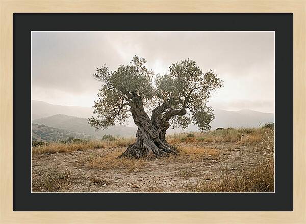 Timeless Olive Tree Elegance