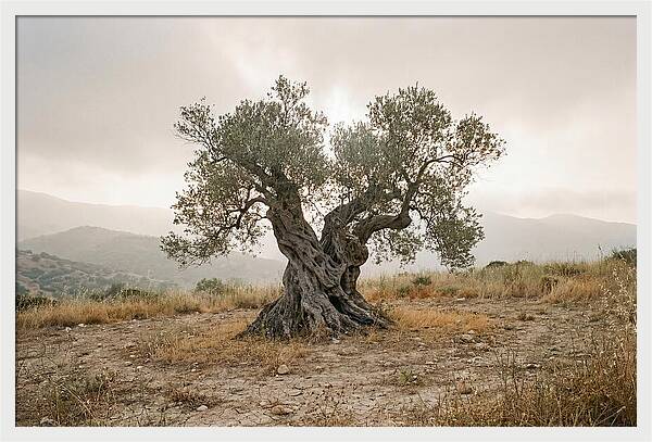 Timeless Olive Tree Elegance