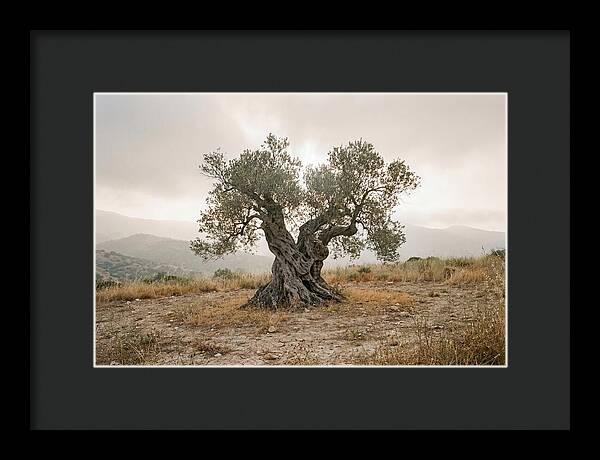 Timeless Olive Tree Elegance