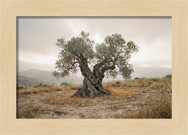 Timeless Olive Tree Elegance