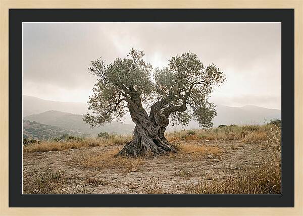 Timeless Olive Tree Elegance