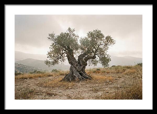 Timeless Olive Tree Elegance