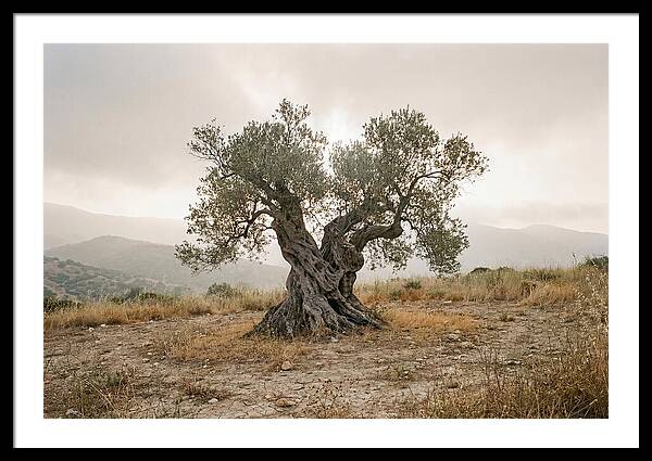 Timeless Olive Tree Elegance