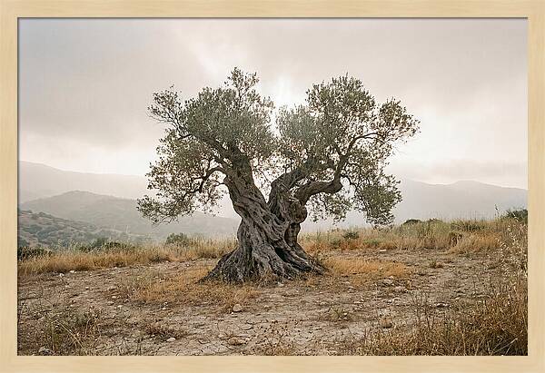 Timeless Olive Tree Elegance