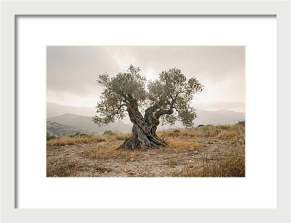 Timeless Olive Tree Elegance