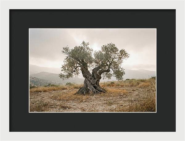 Timeless Olive Tree Elegance
