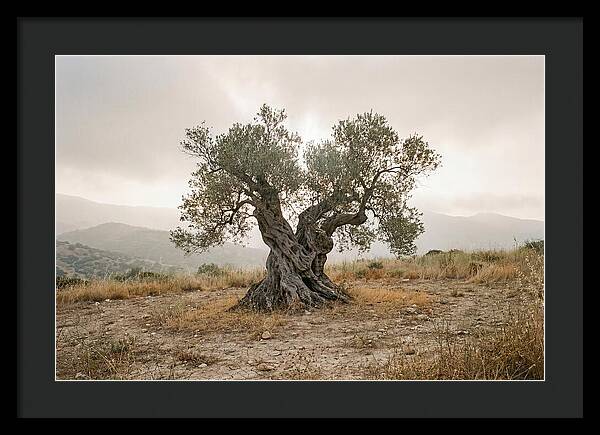 Timeless Olive Tree Elegance