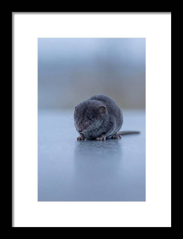 Tiny Shrew In Focus