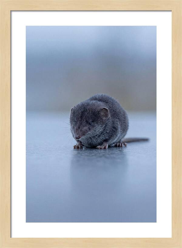 Tiny Shrew In Focus