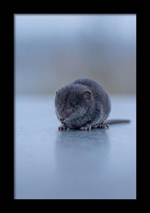 Tiny Shrew In Focus