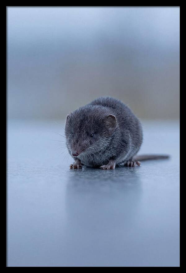 Tiny Shrew In Focus