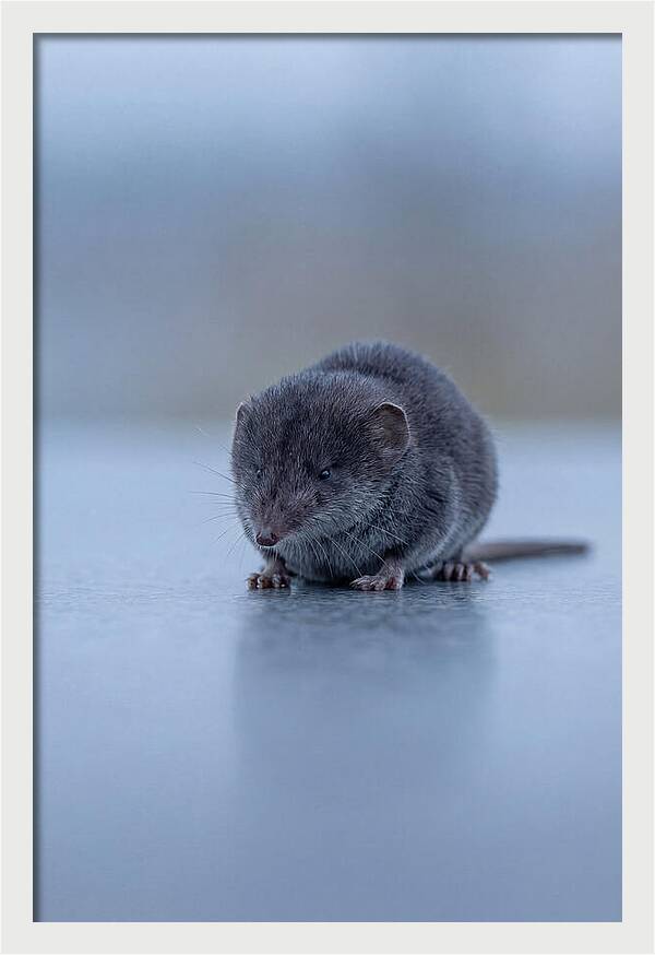 Tiny Shrew In Focus
