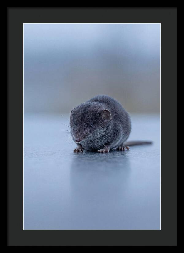 Tiny Shrew In Focus