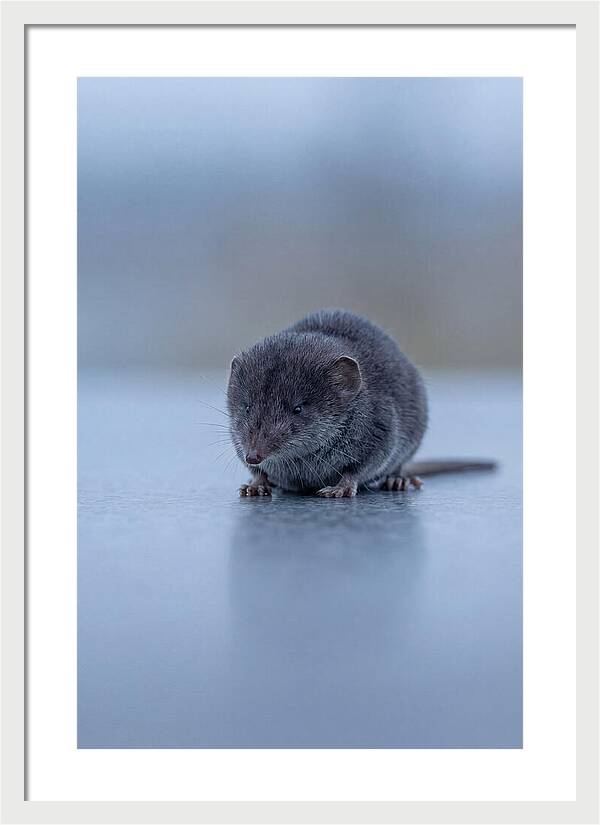 Tiny Shrew In Focus