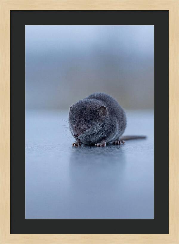 Tiny Shrew In Focus
