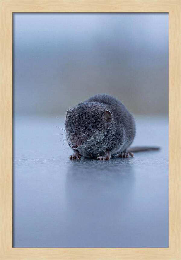 Tiny Shrew In Focus